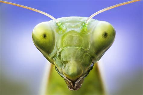 my insect photos.